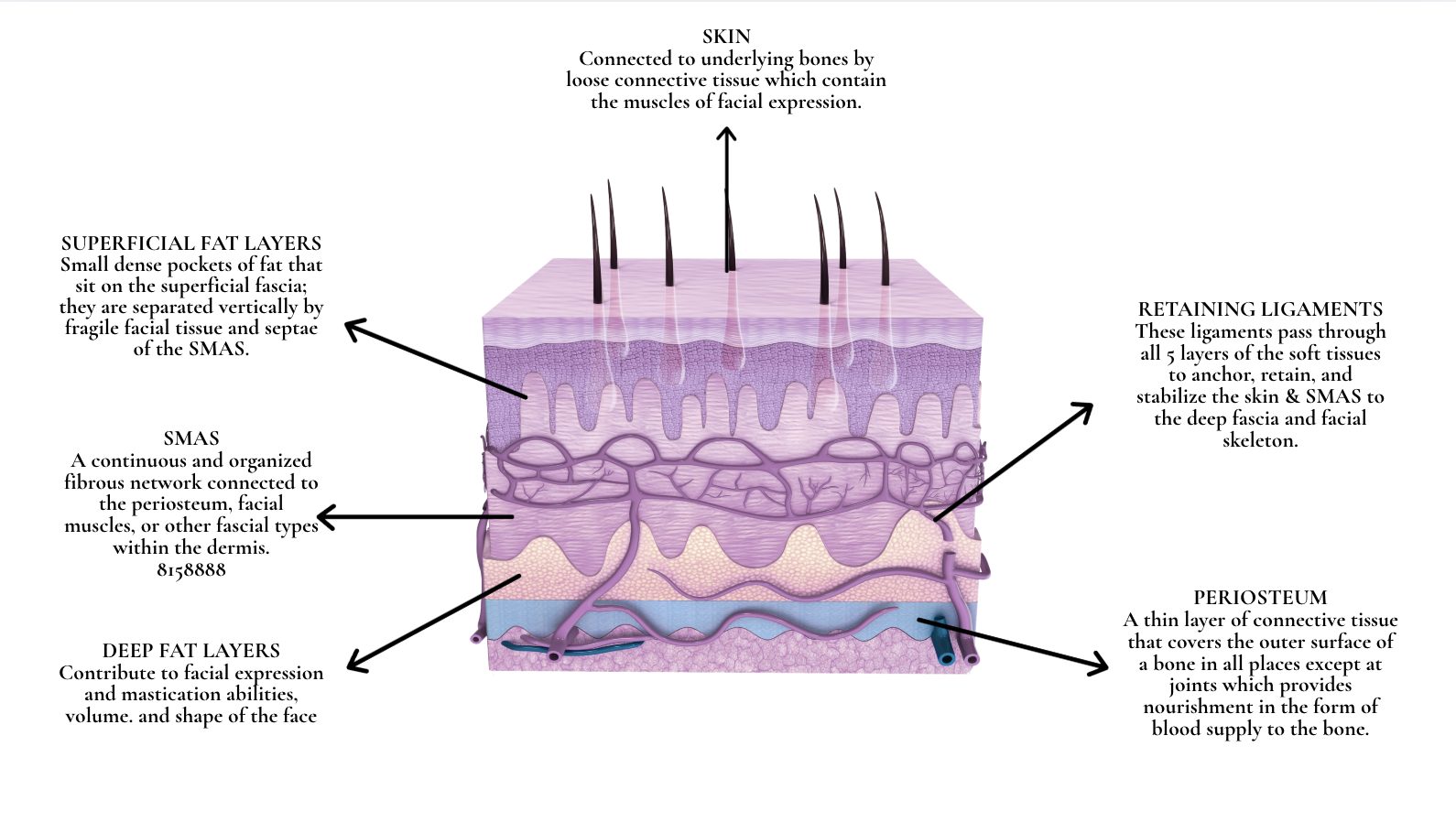 smas layer
