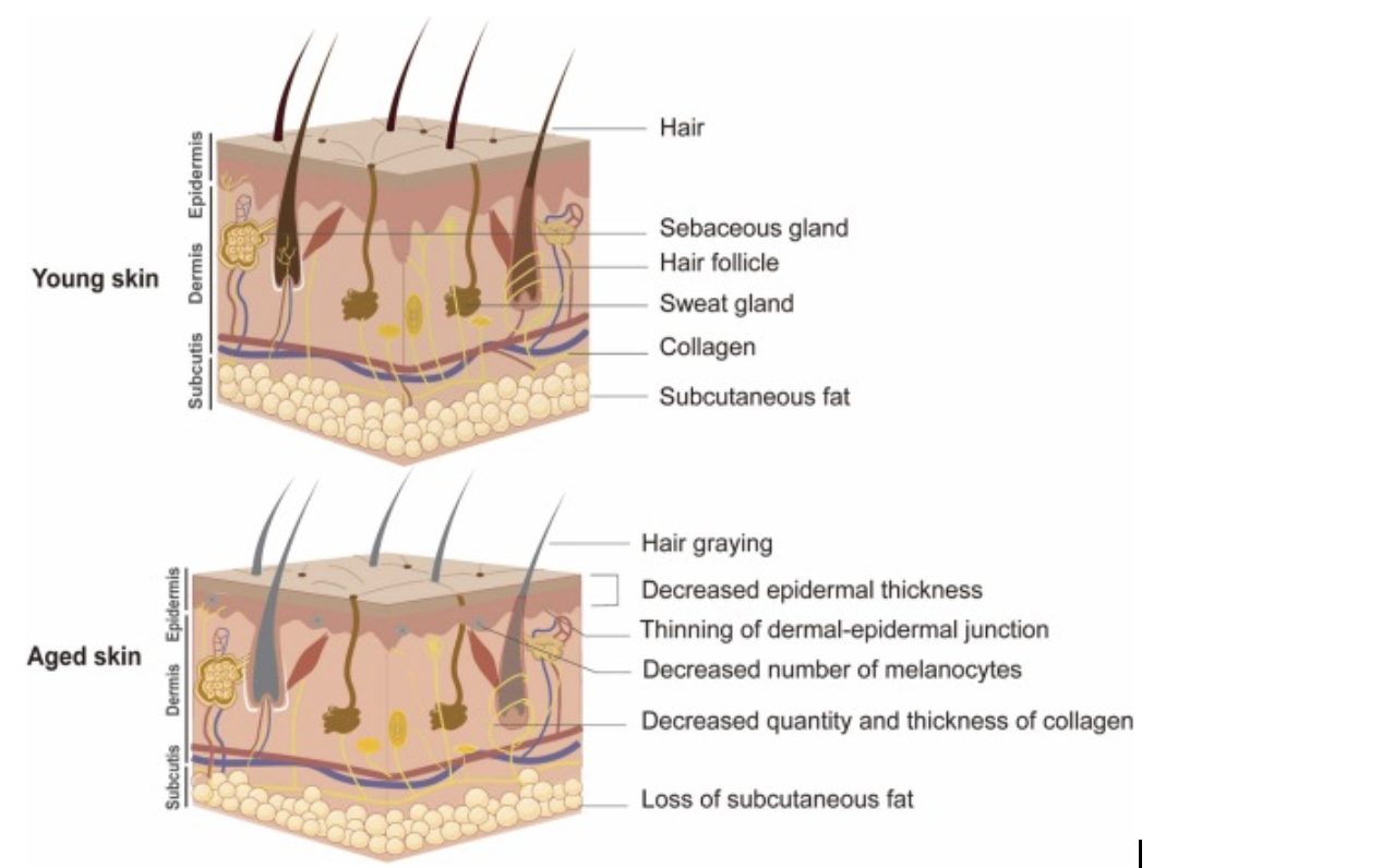 skin layer comparison of aged skin and young skin 
