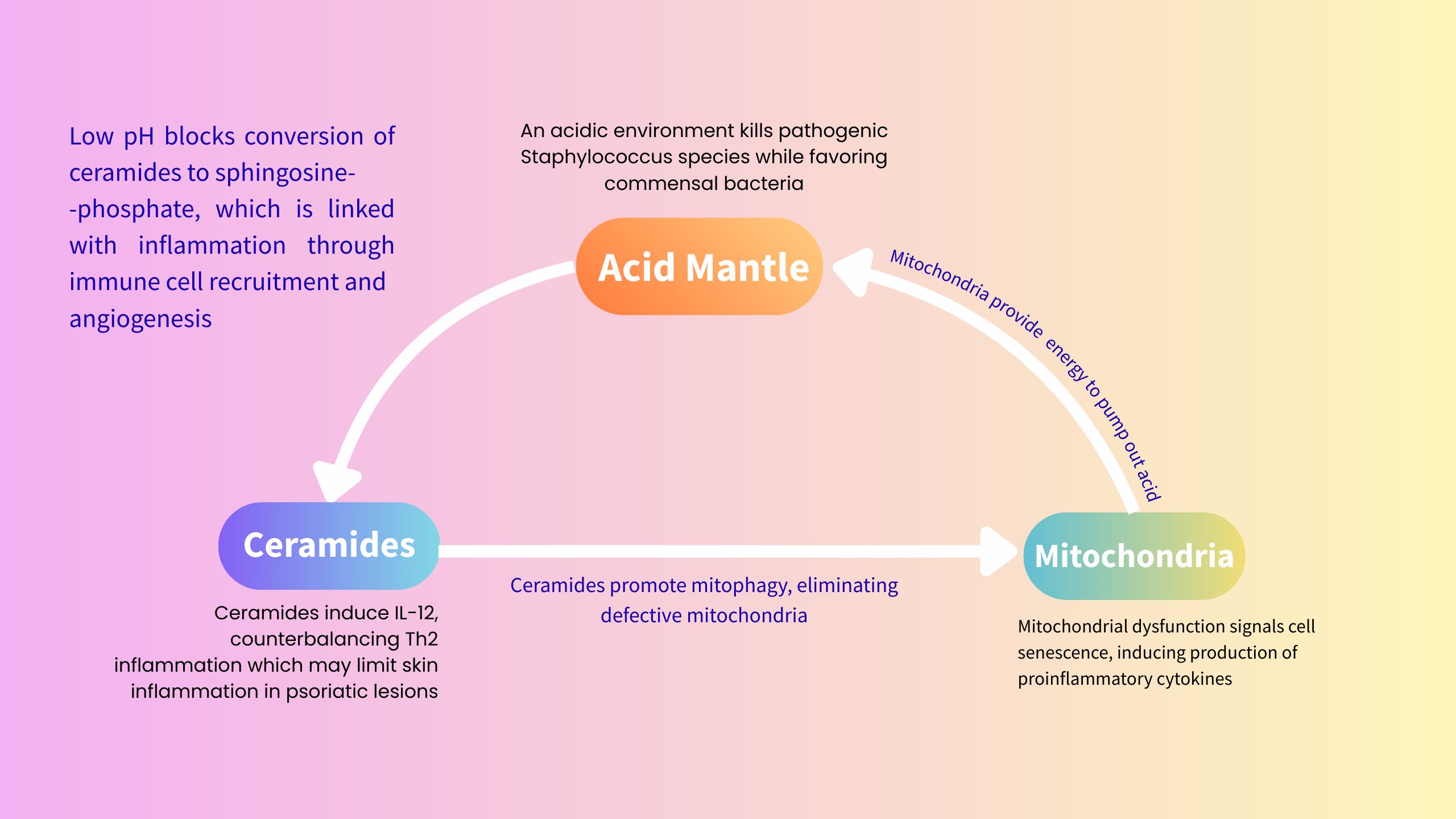 The skin’s outer layer, called the epidermis, acts like a protective shield. It constantly renews itself and keeps harmful germs and irritants out while locking moisture in. A big part of this defence system is the “acid mantle” — a very thin, slightly acidic film on the skin’s surface. 